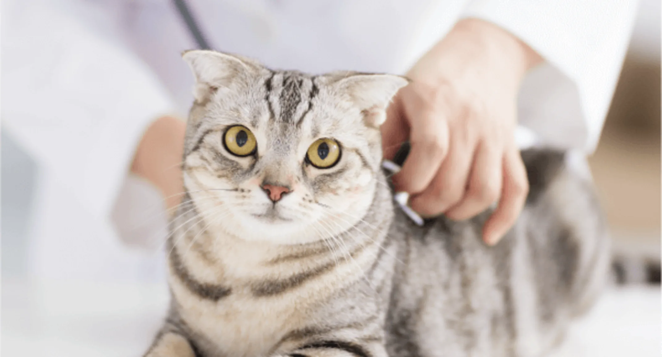 A grey tabby cat is on a medical table about to get a checkup by a Veterinarian. A grey tabby cat is on a medical table about to get a checkup by a Veterinarian.