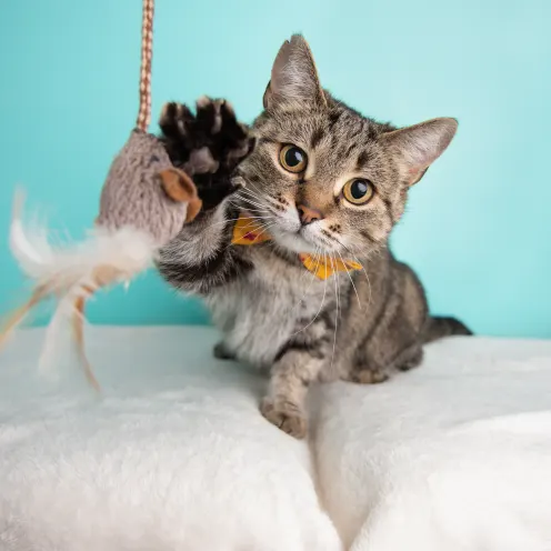 Cat clawing at toy