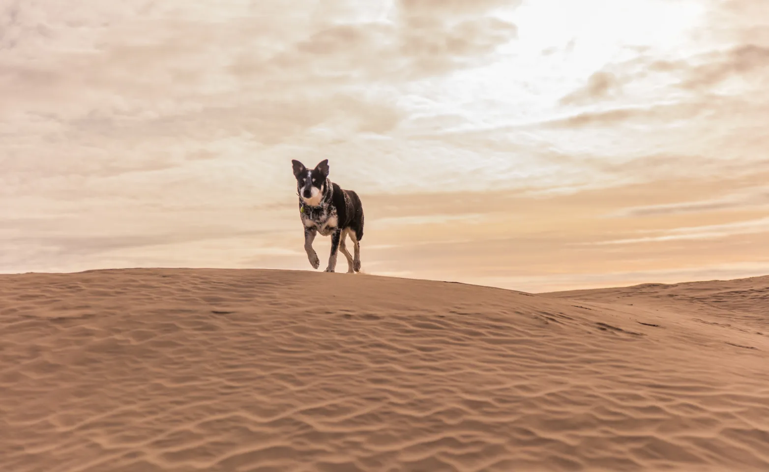 Dog in the Desert