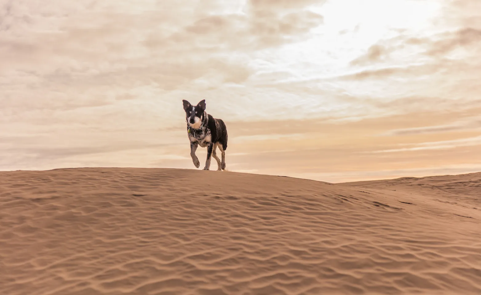 Dog in the Desert