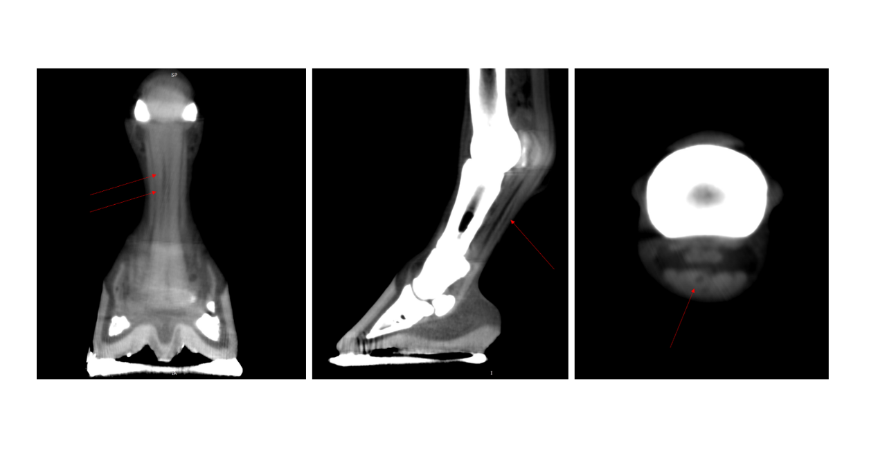 Distal Front Limb CT Case Study
