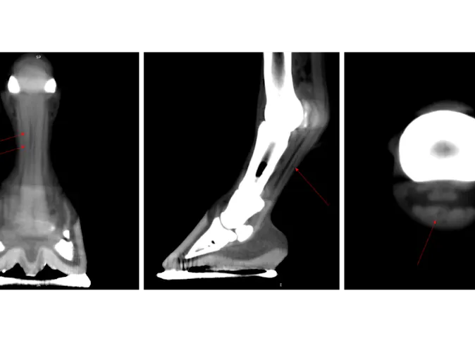 Distal Front Limb CT Case Study Distal Front Limb CT Case Study