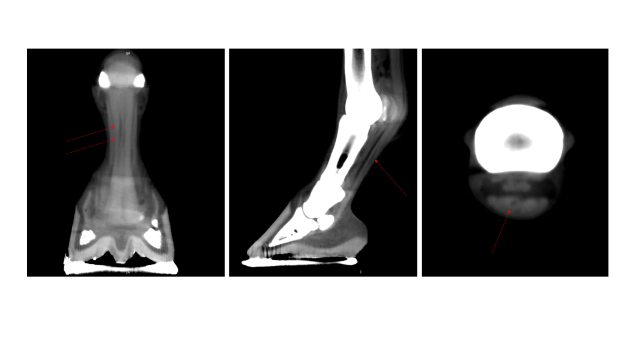 Distal Front Limb CT Case Study Distal Front Limb CT Case Study