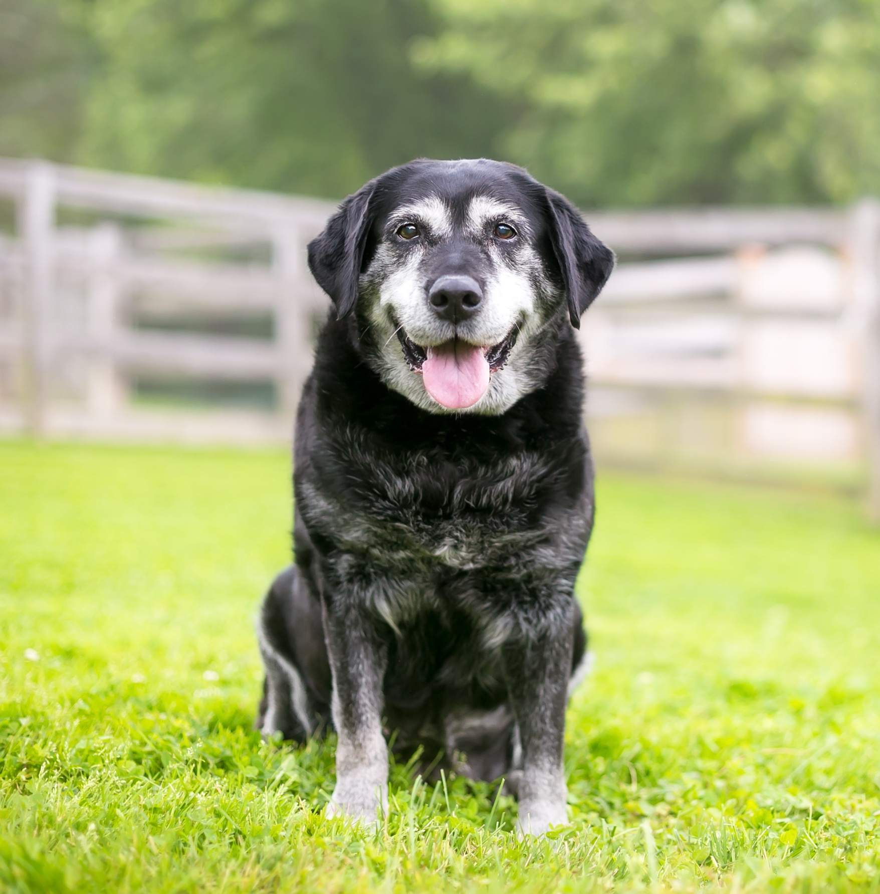 Senior dog sitting in a grassy field with a white fence in the background.