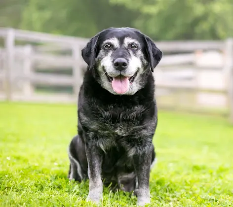 Senior dog sitting in a grassy field with a white fence in the background. Senior dog sitting in a grassy field with a white fence in the background.