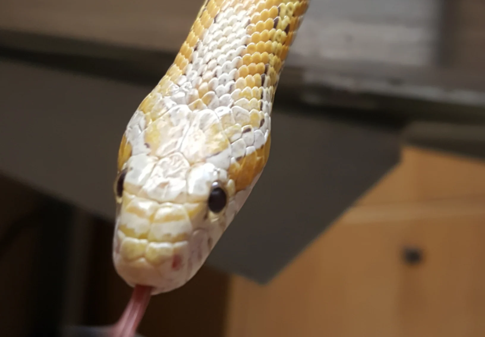 Snake Sticking Tongue Out at Martensville Veterinary Hospital Snake Sticking Tongue Out at Martensville Veterinary Hospital