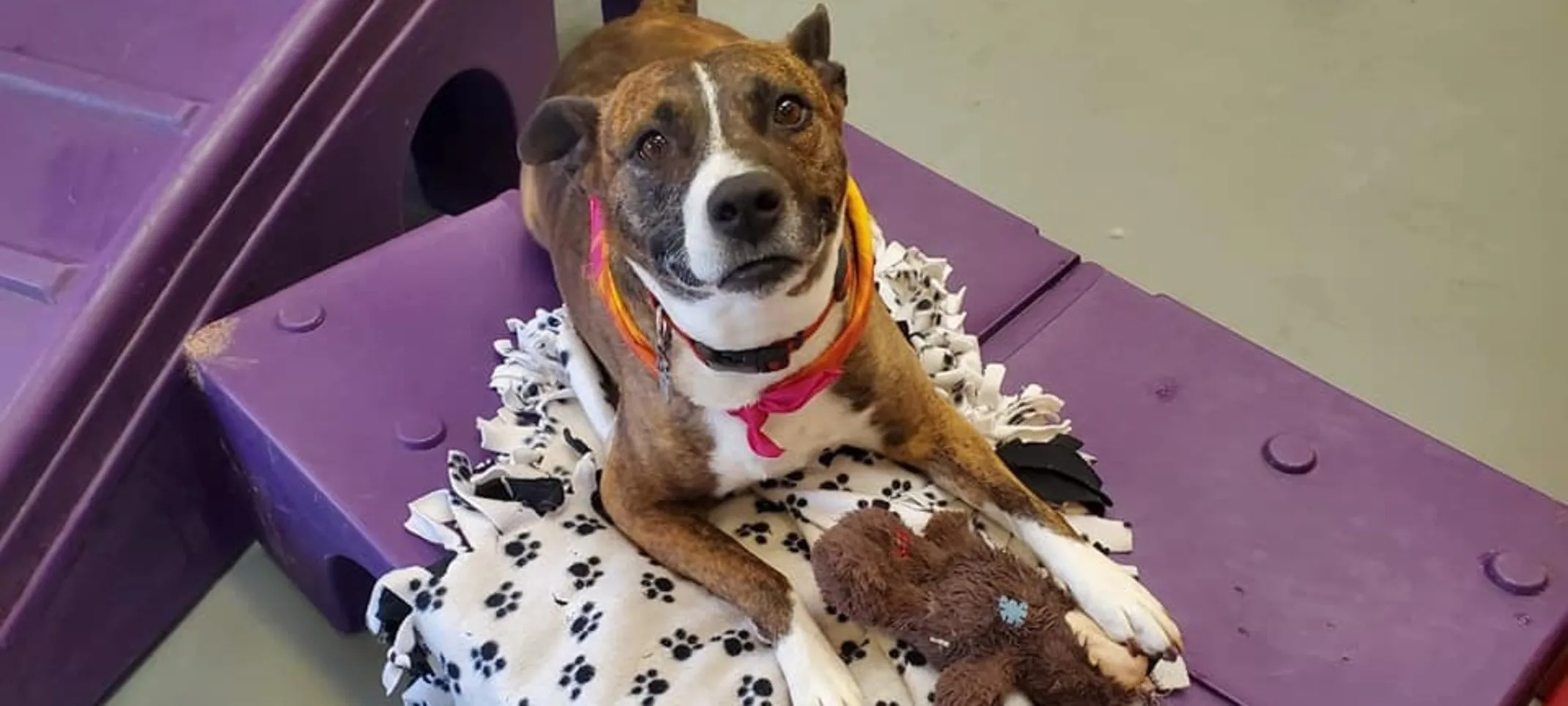 Dog laying on play area with blanket Dog laying on play area with blanket