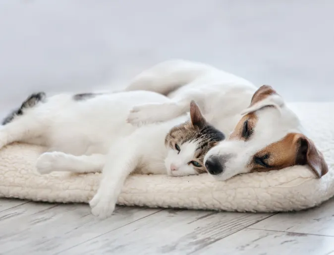 A small white and brown dog and cat sleeping together inside on a blanket 