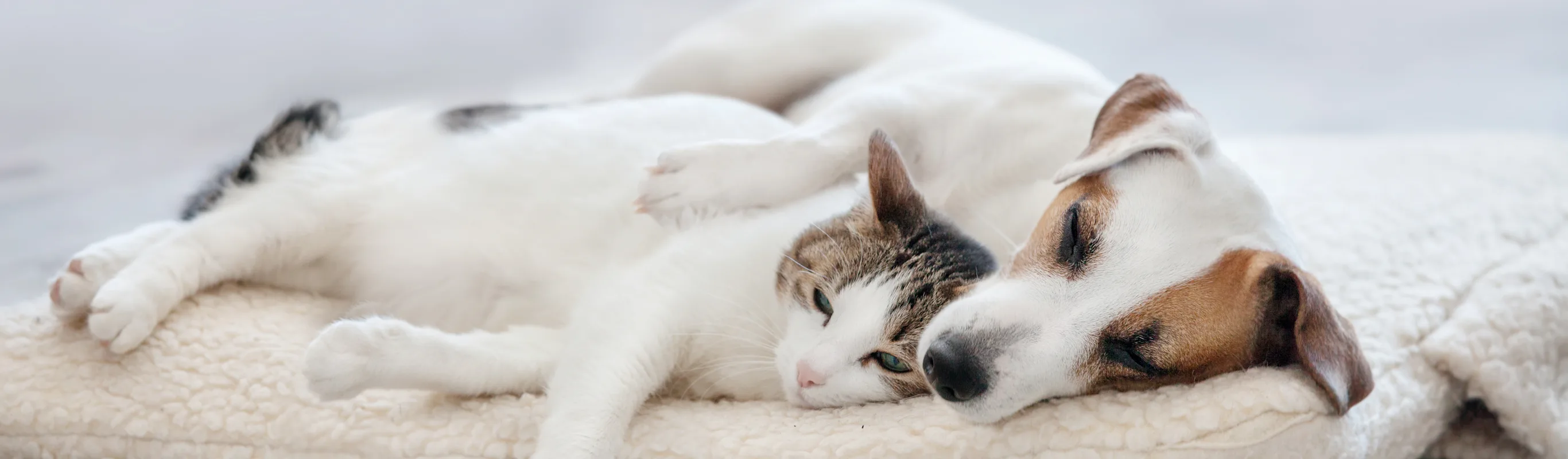 A small white and brown dog and cat sleeping together inside on a blanket A small white and brown dog and cat sleeping together inside on a blanket