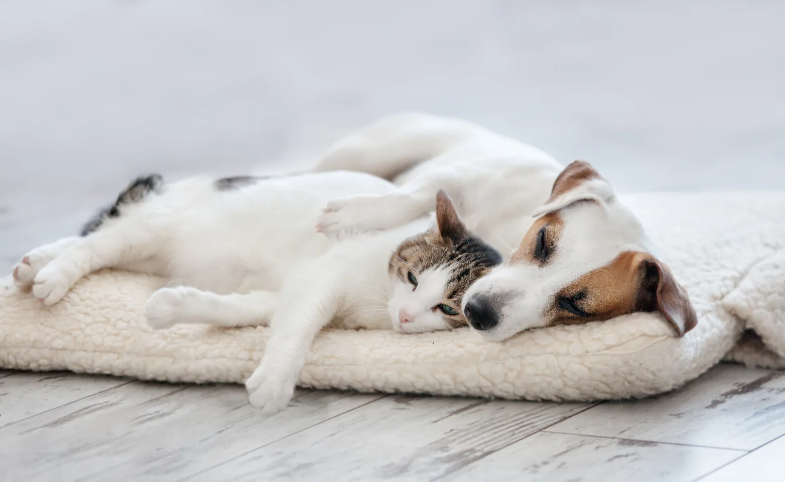 A small white and brown dog and cat sleeping together inside on a blanket A small white and brown dog and cat sleeping together inside on a blanket