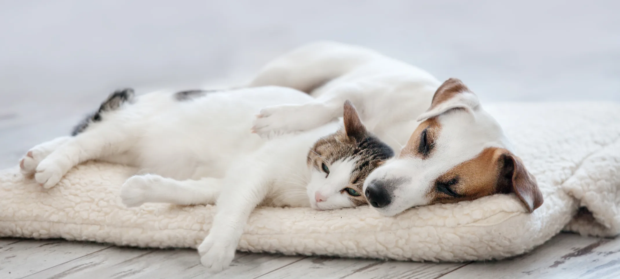 A small white and brown dog and cat sleeping together inside on a blanket 