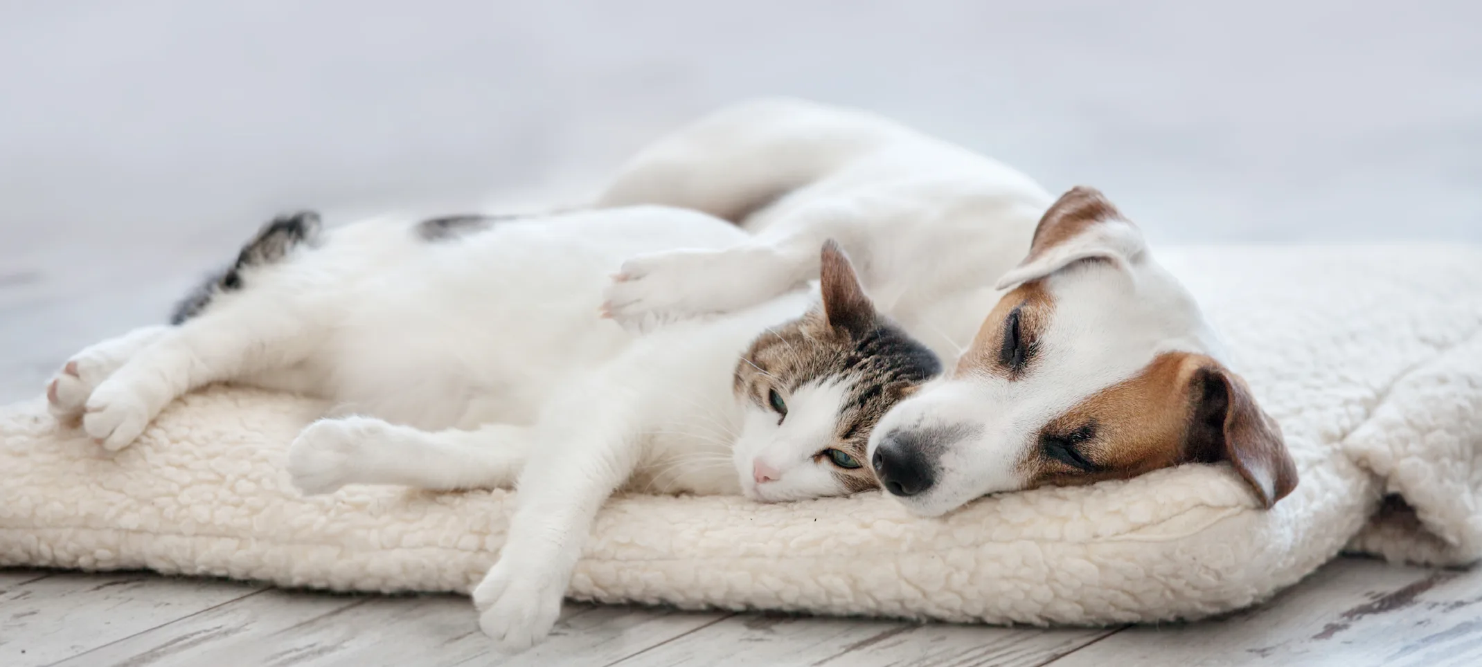 A small white and brown dog and cat sleeping together inside on a blanket A small white and brown dog and cat sleeping together inside on a blanket