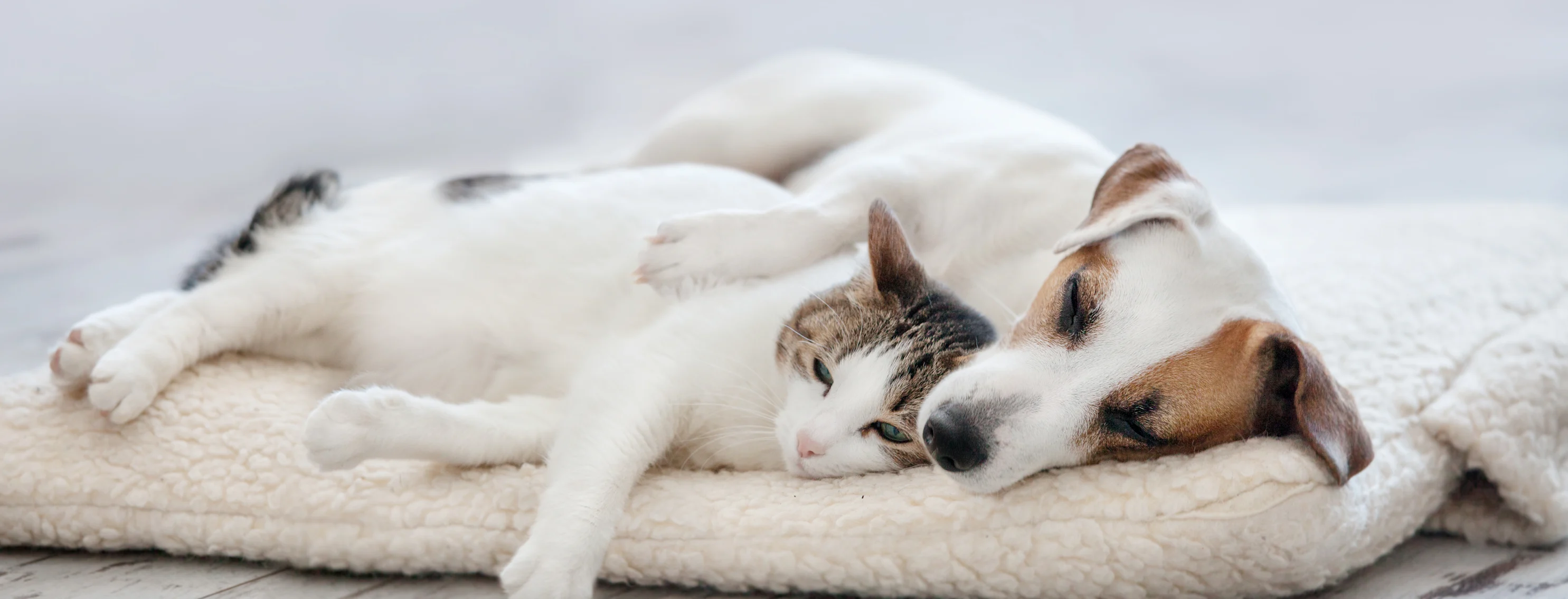 A small white and brown dog and cat sleeping together inside on a blanket A small white and brown dog and cat sleeping together inside on a blanket