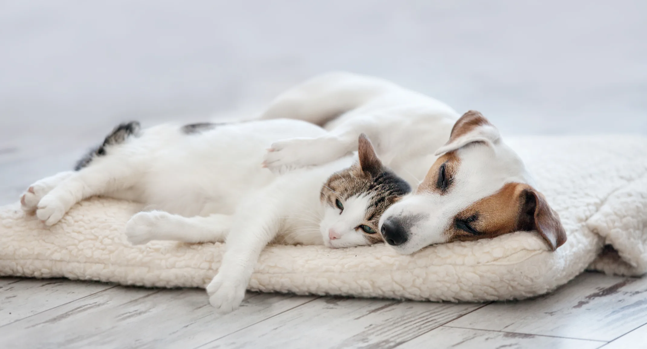 A small white and brown dog and cat sleeping together inside on a blanket 