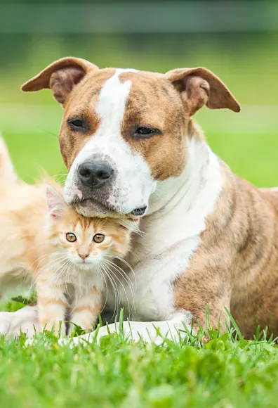 dog and kitten in grass dog and kitten in grass