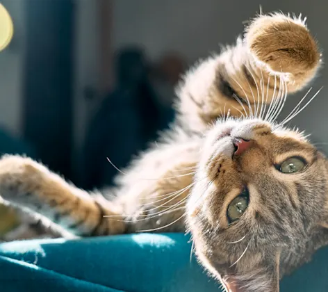 Kitten with green eyes laying on a teal blanket and reaching out