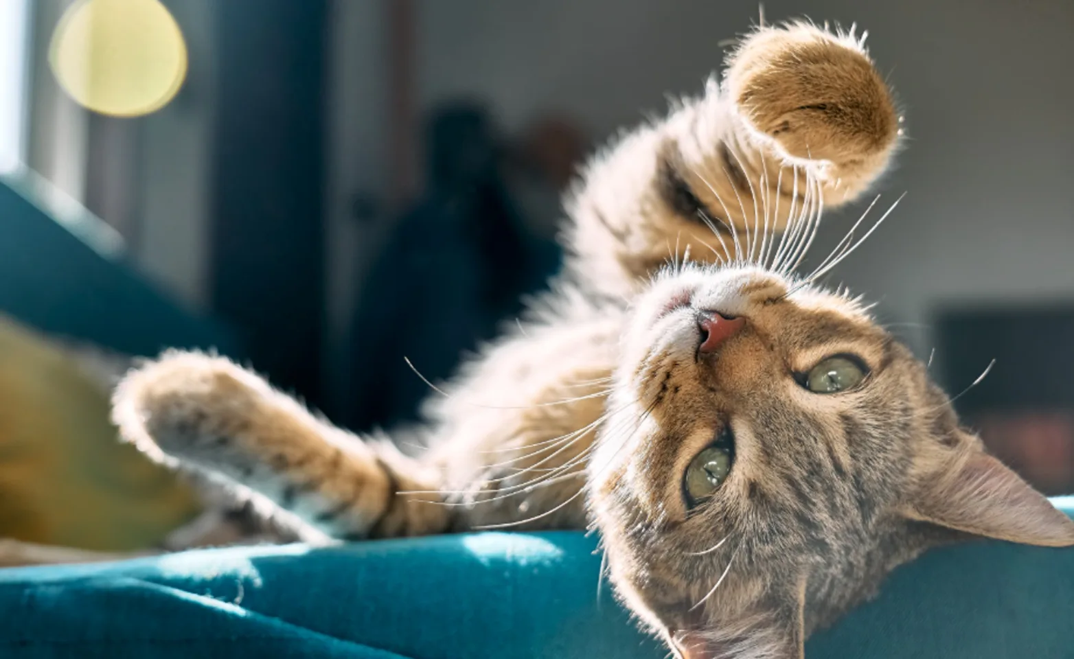 Kitten with green eyes laying on a teal blanket and reaching out