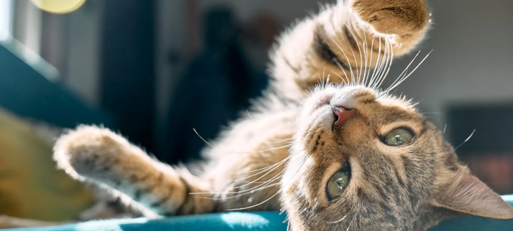 Kitten with green eyes laying on a teal blanket and reaching out Kitten with green eyes laying on a teal blanket and reaching out