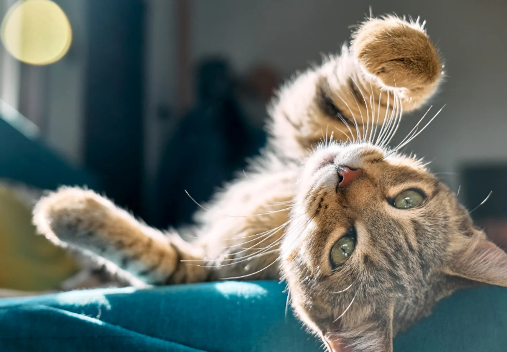 Kitten with green eyes laying on a teal blanket and reaching out