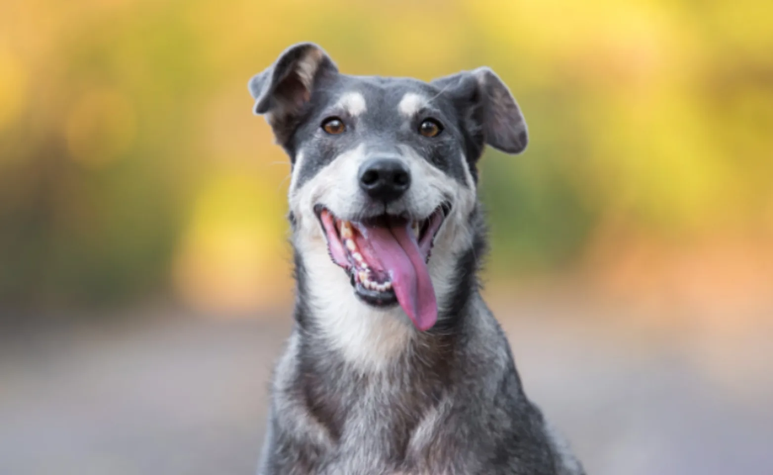 Dog Smiling with Tongue Out Looking at Camera Dog Smiling with Tongue Out Looking at Camera