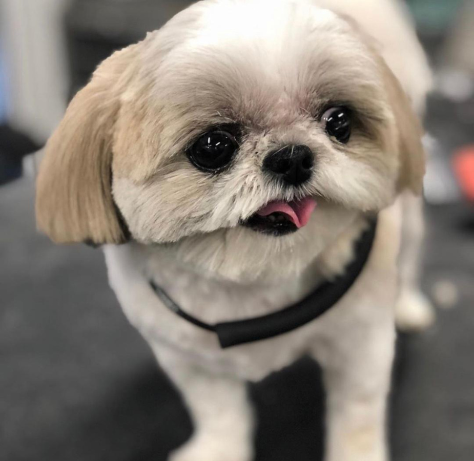 Close up of face of small dog