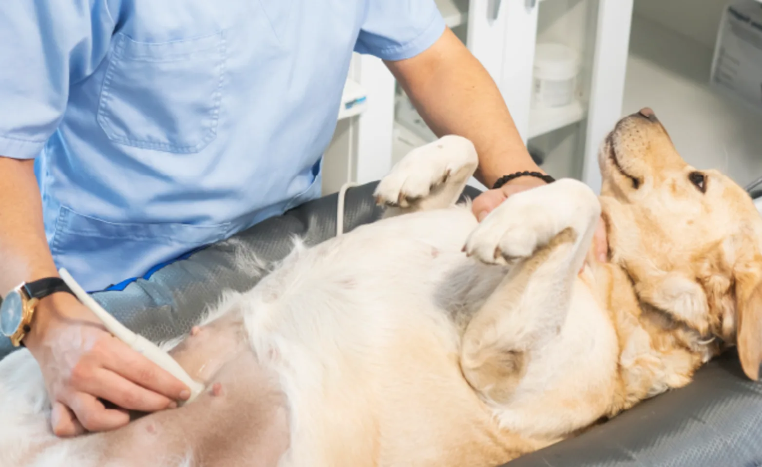 Dog getting an ultrasound