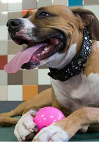 A Brown Dog Holding a Pink Ball at Pooch Hotel
