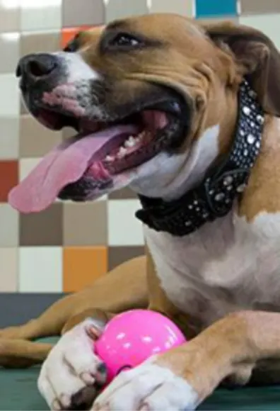 A Brown Dog Holding a Pink Ball at Pooch Hotel