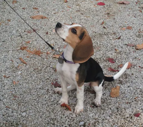 dog on a leash in the fall dog on a leash in the fall