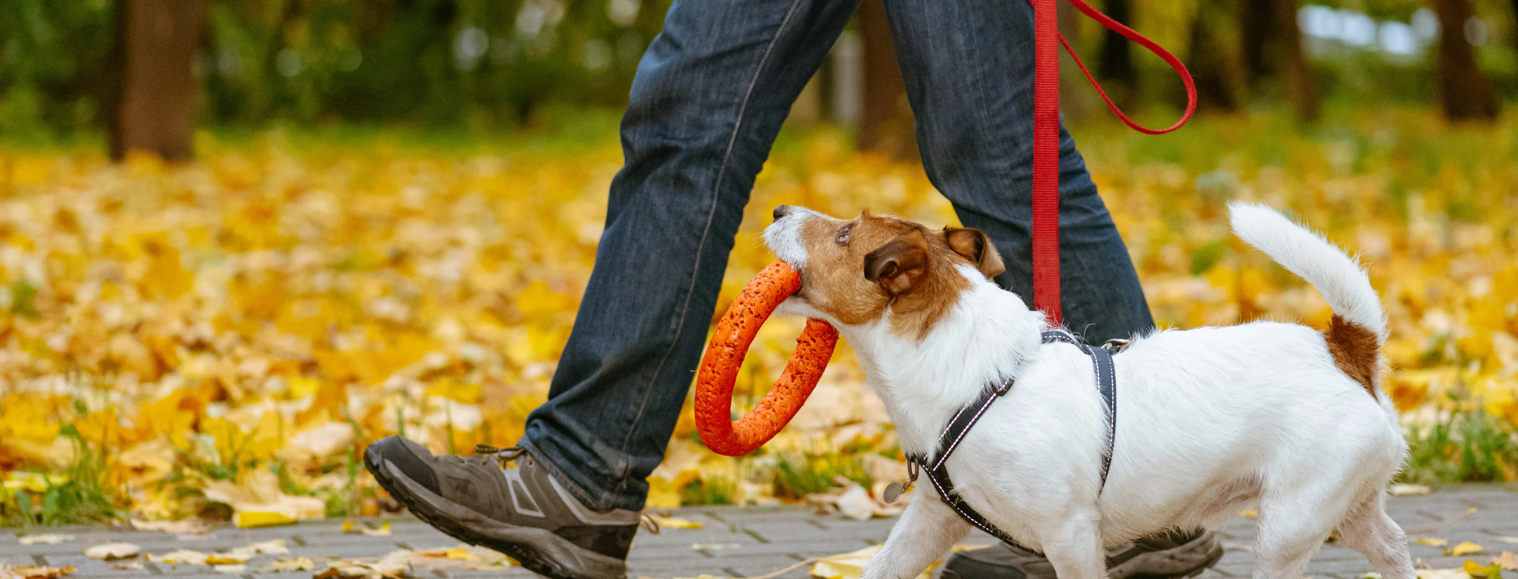 dog holding toy in mouth while on a walk with owner