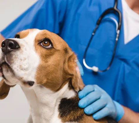 A Brown/White Beagle (Dog) Being Examined by a Veterinarian