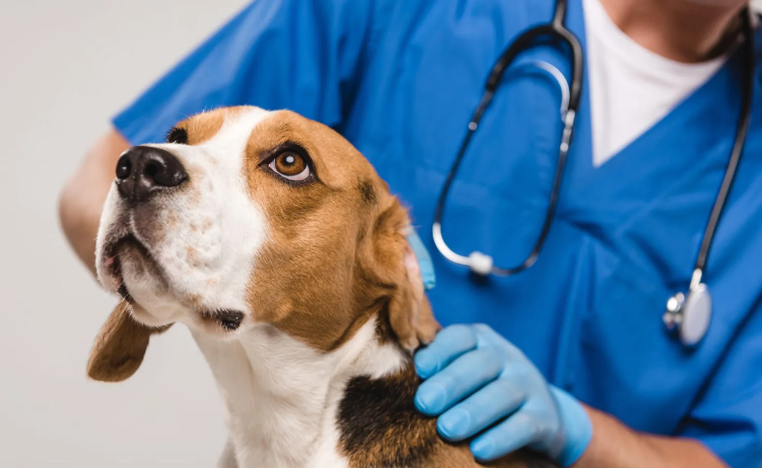 A Brown/White Beagle (Dog) Being Examined by a Veterinarian