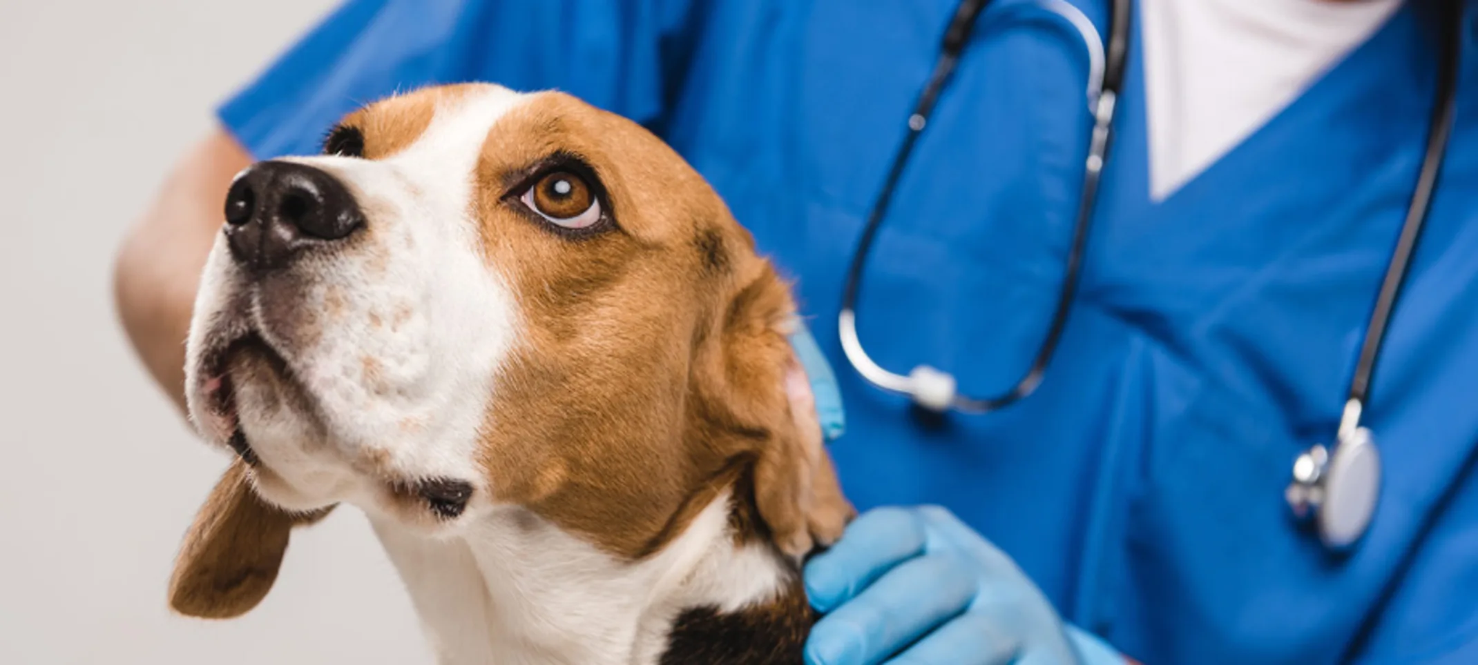 A Brown/White Beagle (Dog) Being Examined by a Veterinarian A Brown/White Beagle (Dog) Being Examined by a Veterinarian
