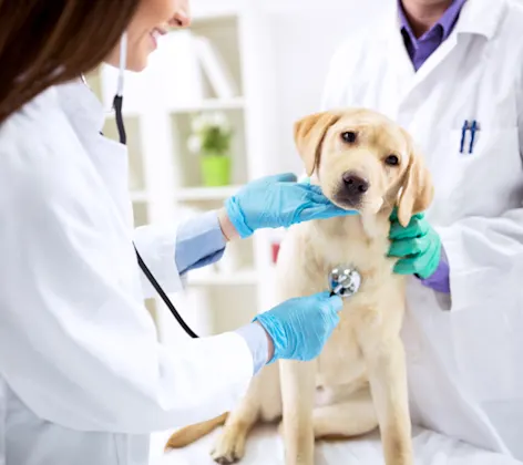 Two Veterinarians Examining a Dog