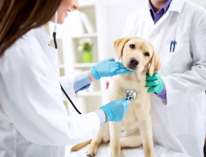 Two Veterinarians Examining a Dog