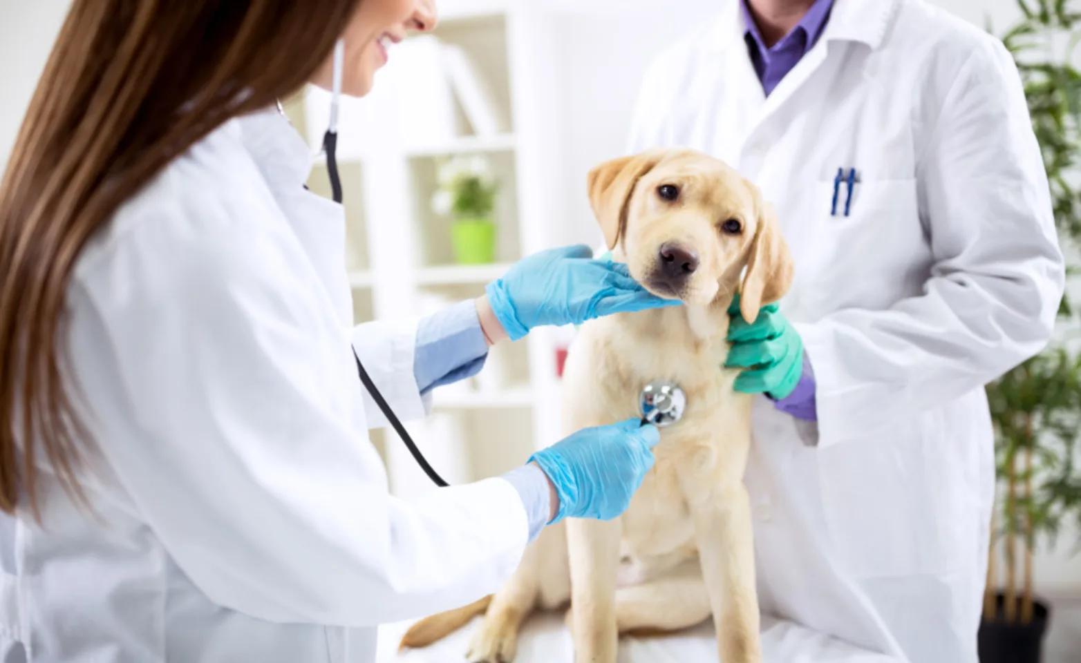 Two Veterinarians Examining a Dog Two Veterinarians Examining a Dog