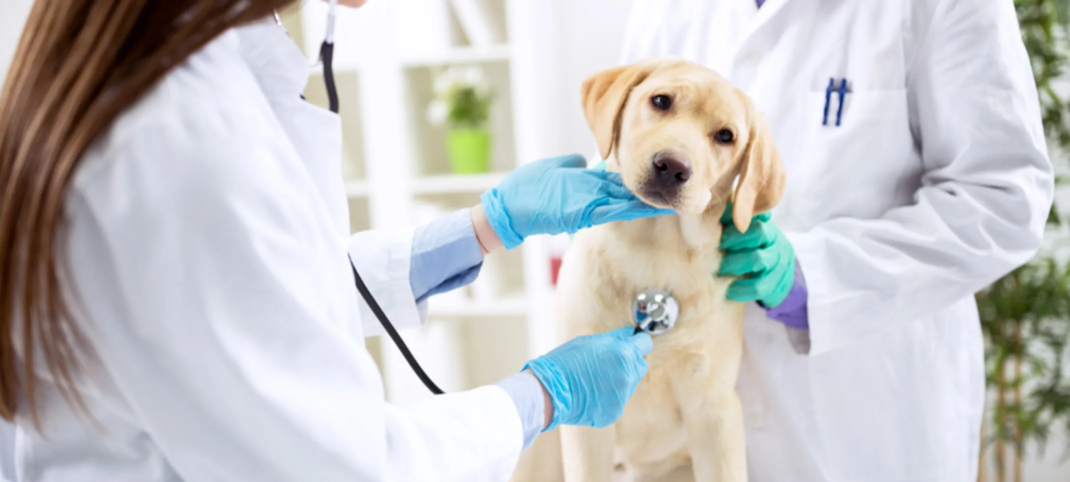Two Veterinarians Examining a Dog Two Veterinarians Examining a Dog