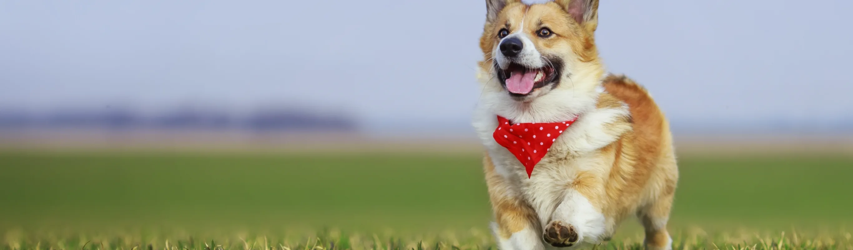 Dog wearing a handkerchief running in the grass