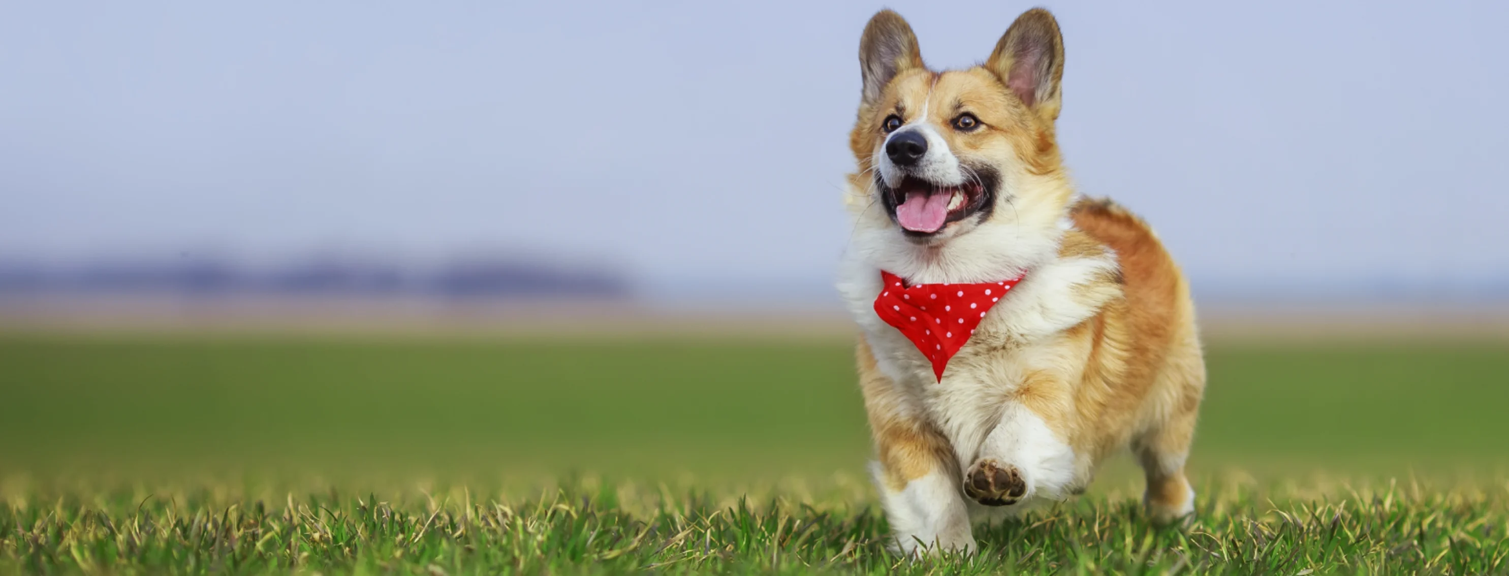 Dog wearing a handkerchief running in the grass