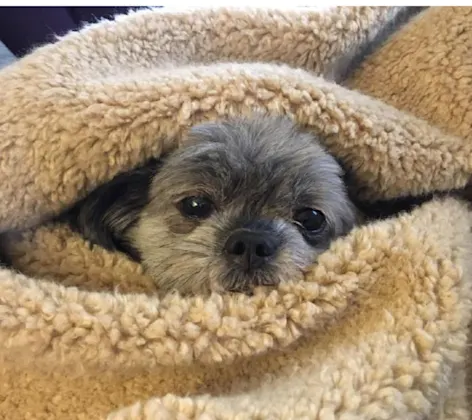 Grey dog enveloped in beige blanket Grey dog enveloped in beige blanket