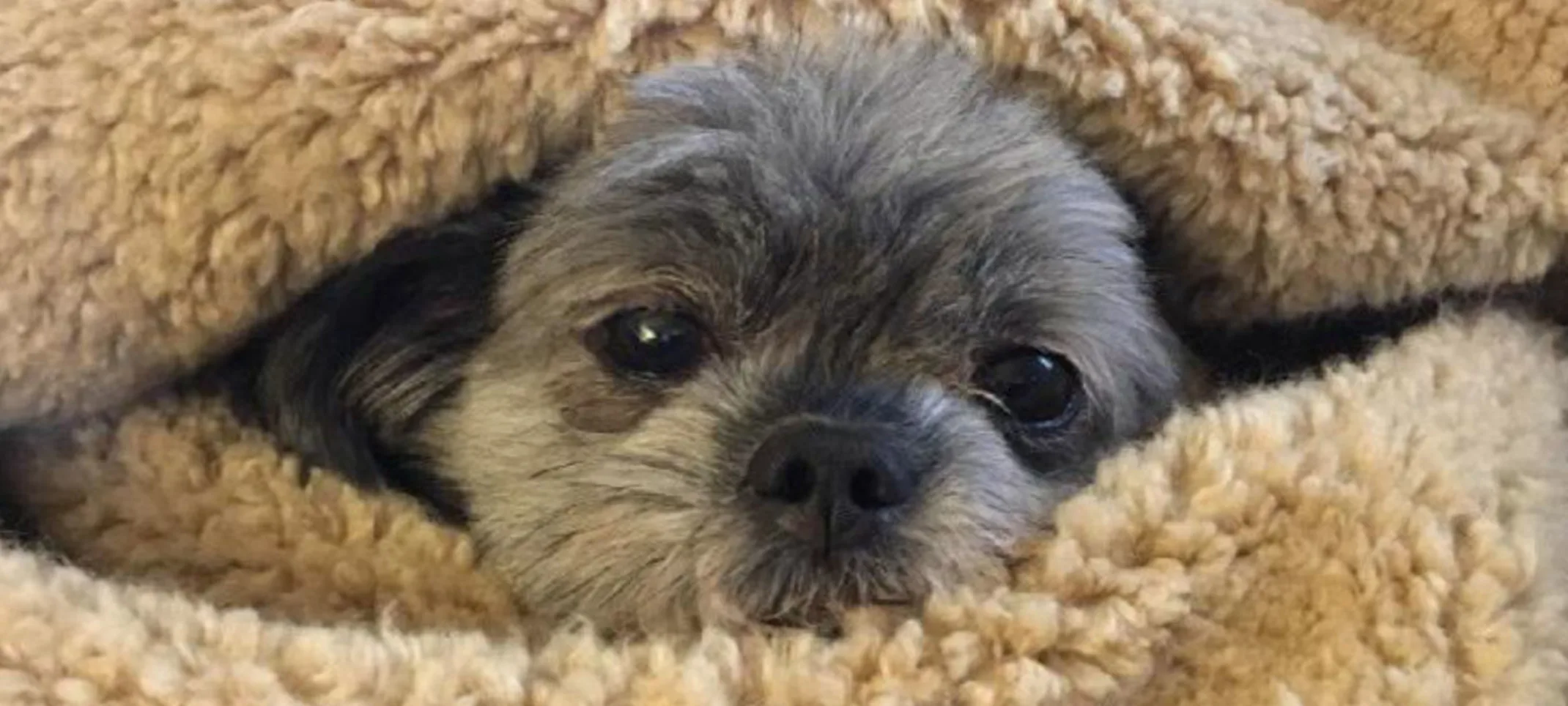 Grey dog enveloped in beige blanket Grey dog enveloped in beige blanket