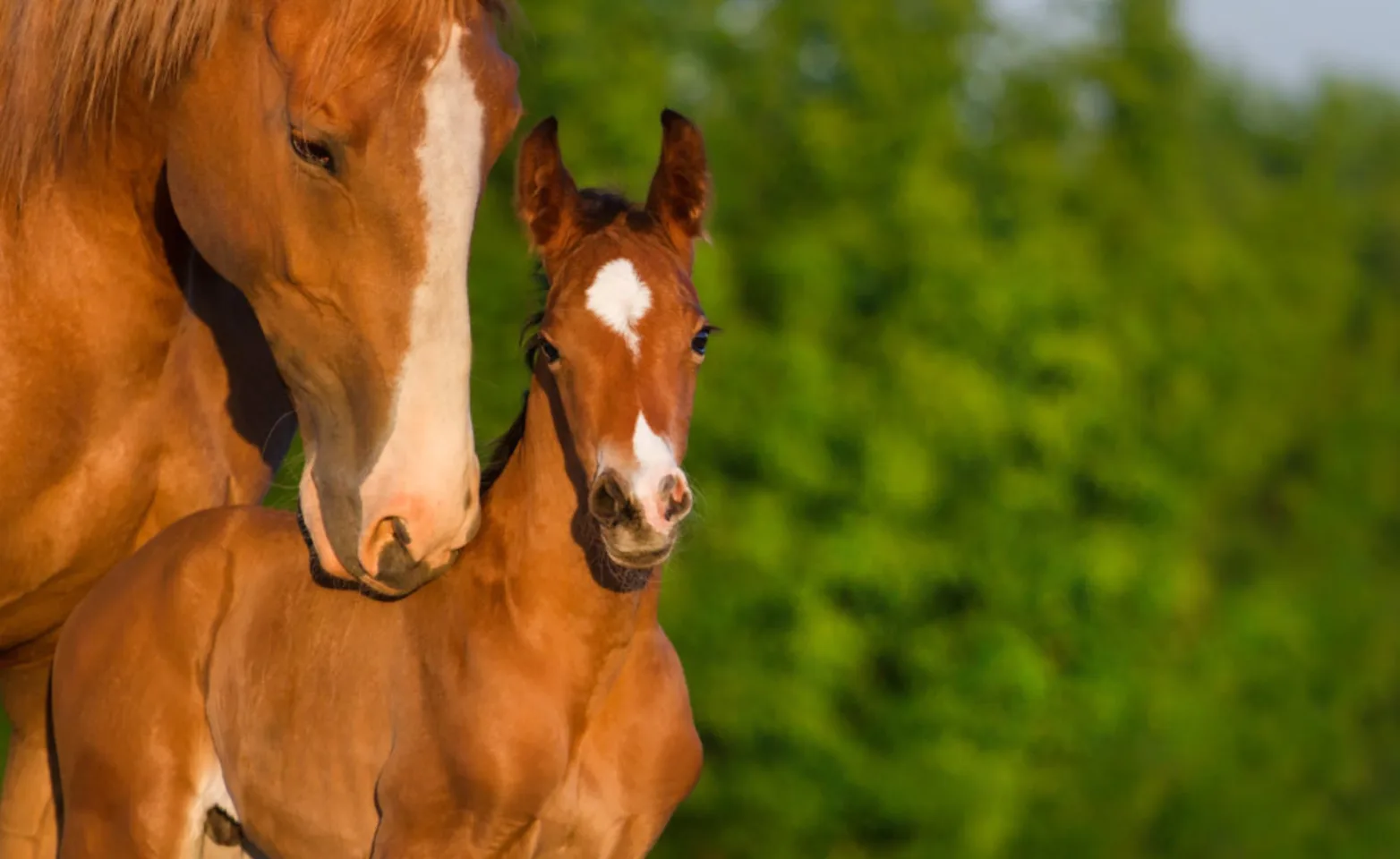 Mare and her foal Mare and her foal