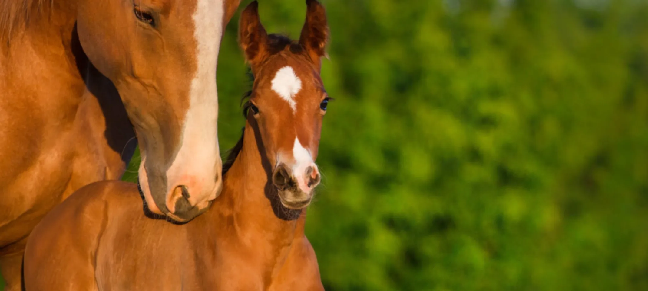 Mare and her foal