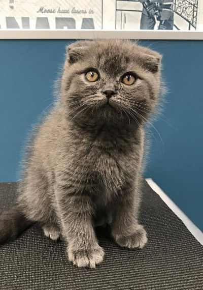 Gray Kitten Sitting On Table