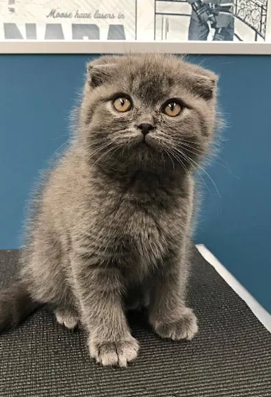 Gray Kitten Sitting On Table Gray Kitten Sitting On Table