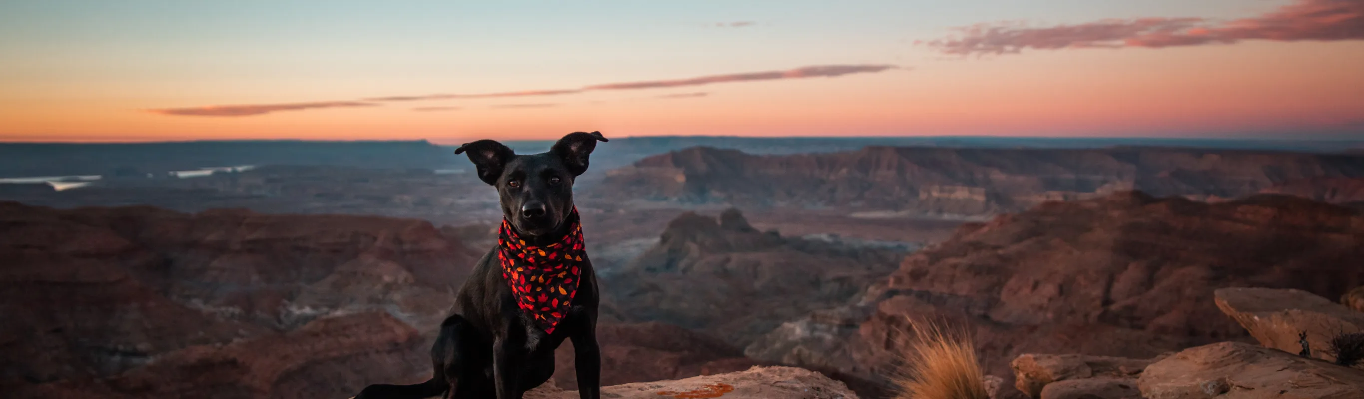 Dog wearing a red bandanna while sitting on a desert rock. 