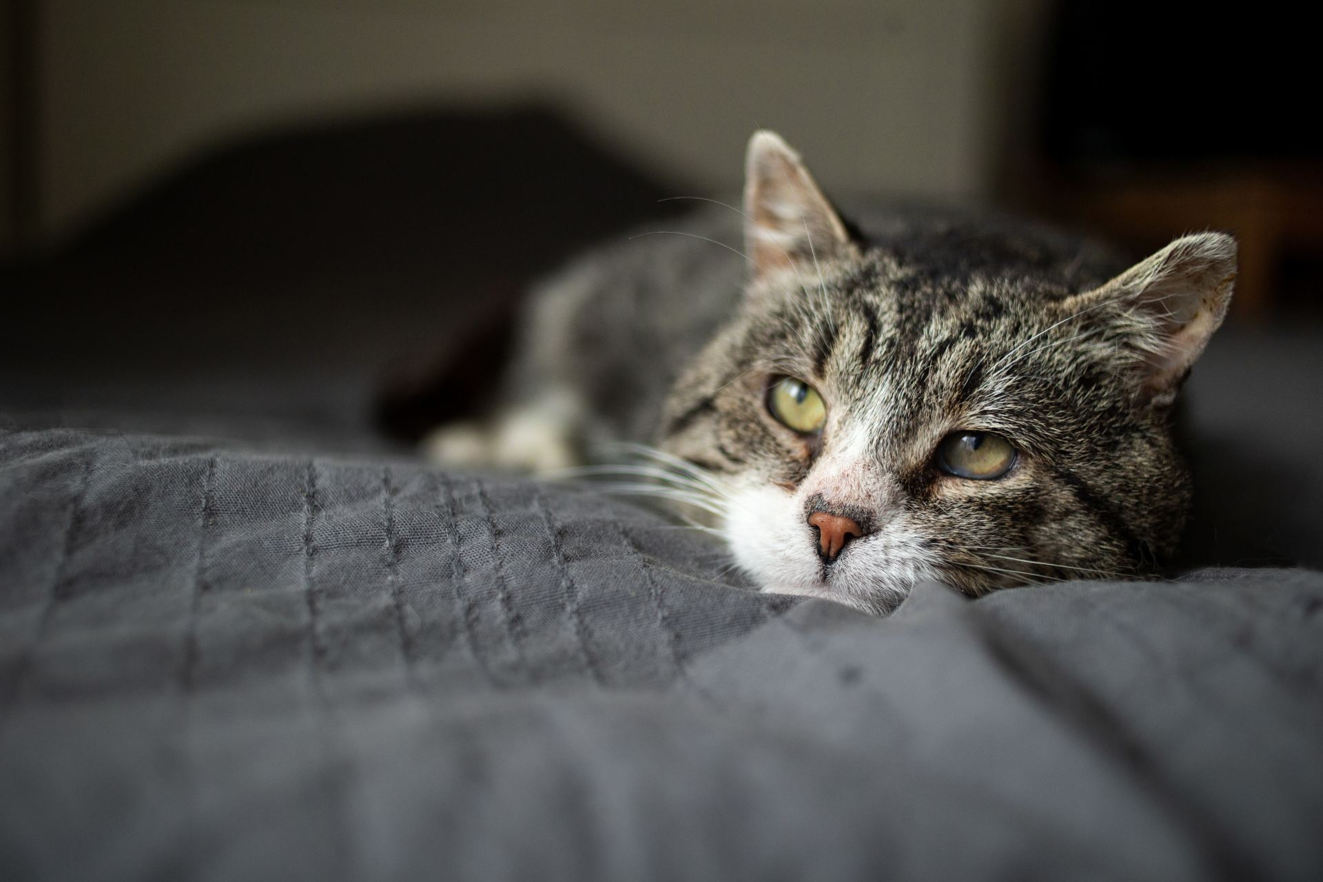  Elderly cat laying on a bed.