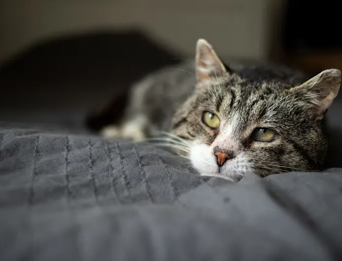 Elderly cat laying on a bed. Elderly cat laying on a bed.