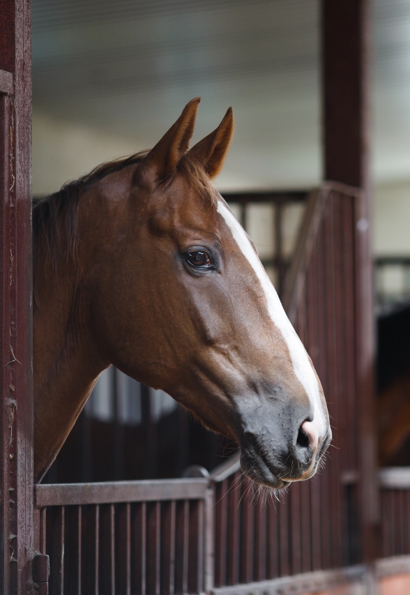 Horses standing in a stable with brown-red-wood