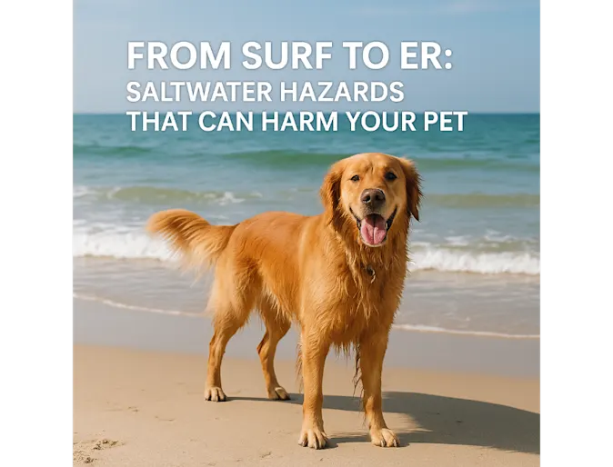 From Surf to ER: Saltwater Hazards That Can Harm Your Pet From Surf to ER: Saltwater Hazards That Can Harm Your Pet